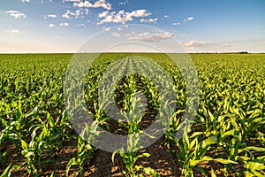 Green corn maize field in early stage