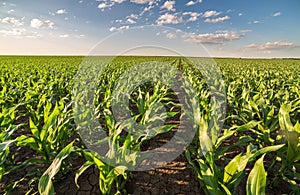 Green corn maize field in early stage