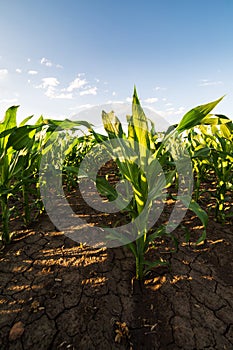 Green corn maize field in early stage