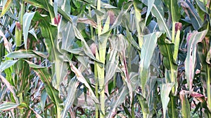 Green corn (maize) growing in the field