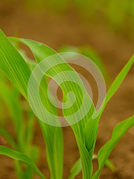 Green corn maize plants on a field.