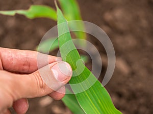 Green corn maize plants on a field.