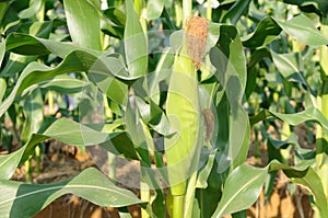 Green corn plant