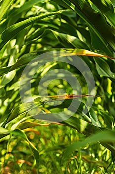 Green corn plant leaves in cultivated field