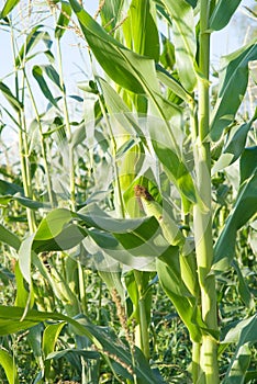 Green corn plants