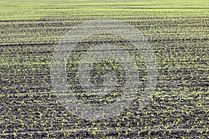 Green corn seedlings in spring on agricultural field