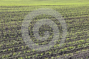 Green corn seedlings in spring on agricultural field