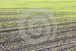 Green corn seedlings in spring on agricultural field