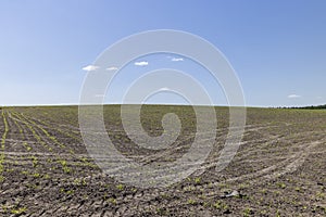 green corn sprouts growing in the field before harvest