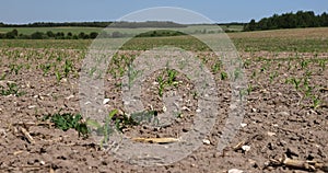 green corn sprouts growing in the field before harvest