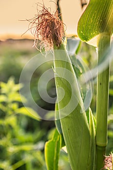 Green corn in summer in its seedcase