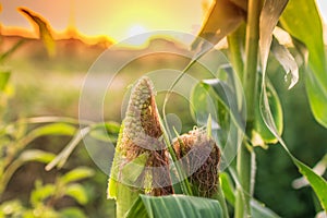 Green corn in summer in its seedcase