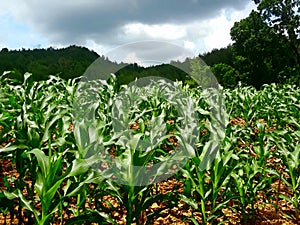 green corn trees in the mountains and overcast clouds