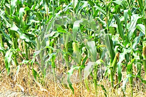 green cornfield