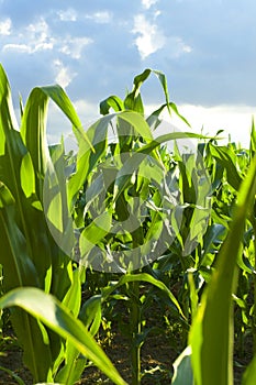 Green cornfield