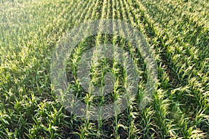 Green cornfield agriculture in corn farming farm