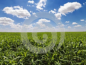 Green Cornfield and Blue Sky