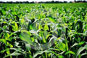Green cornfield closeup