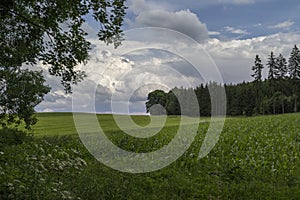 Green cornfield field next to a forest under dark clouds