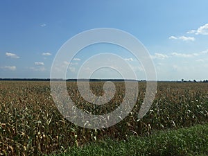 A green cornfield in a hot summer day