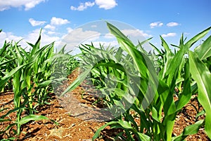 Green cornfield at Portugal.