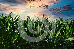 Green cornfield with a scenic cloudscape and colorful sky above at sunrise