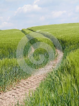 Green cornfield in Southern Denmark