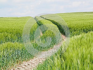 Green cornfield in Southern Denmark
