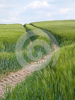 Green cornfield in Southern Denmark