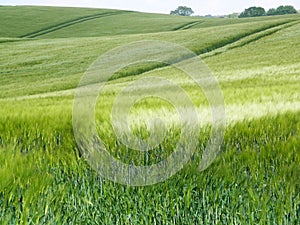 Green cornfield in Southern Denmark