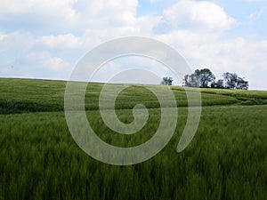 Green cornfield in Southern Denmark
