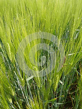 Green cornfield in Southern Denmark