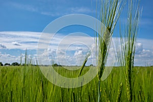 Green cornfield in spring and the sky is blue