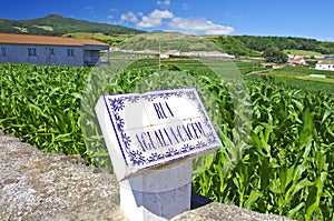 Green cornfield Terceira near Agualva. Azores. Portugal. Horizo