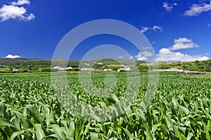 Green cornfield Terceira near Agualva. Azores. Portugal. Horizon