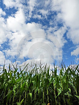 Green cornfield under blue sky in NYS