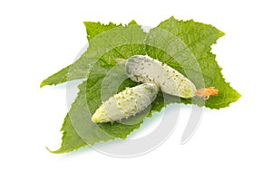 Green cornichon cucumber vegetable