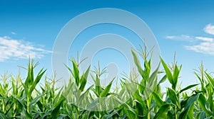 Green cornstalks aligned in orderly rows, creating a striking contrast with the blue sky