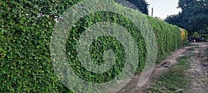 Green corridor in the countryside photo