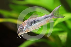 Green Cory catfish emerald catfish Corydoras splendens aquarium fish