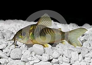 Green Cory Corydora catfish