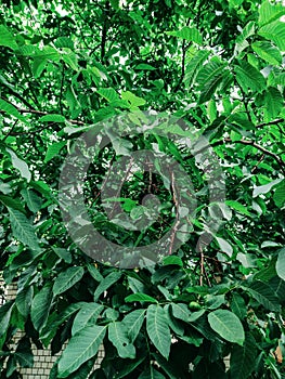 Green Corylus hazel tree bush shrub plant branch leaf after rain nature close up macro photo background