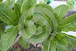 Green cos hydroponic vegetable