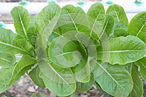 Green cos hydroponic vegetable