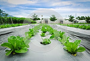 Green cos lettuce in field plant greenhouse background.