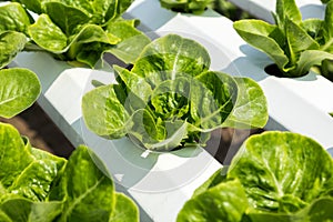 Green cos lettuce salad in hidroponic farm