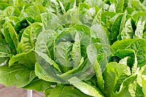 Green cos lettuce salad plant in the hydroponic system