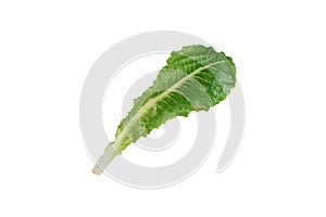 Green cos or romaine lettuce isolated on with background with clipping path