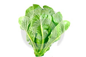 Green cos Salad photo