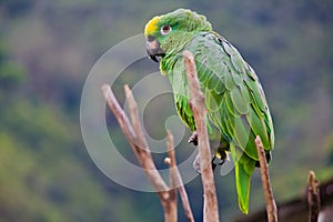 Green costa rica parrot wide